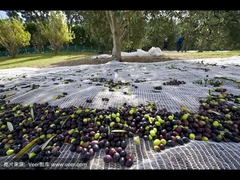 Die olivgrüne Nettofunktion