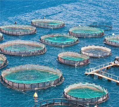Hochleistungsmaschine für die Herstellung von Knotenlosen Fischernetzen China