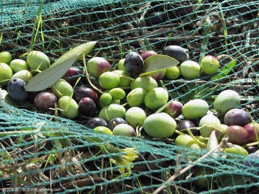 Raschel-Wirkmaschine SRCP für Agrarnetze